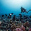 A scuba diver swimming over the vibrant reef